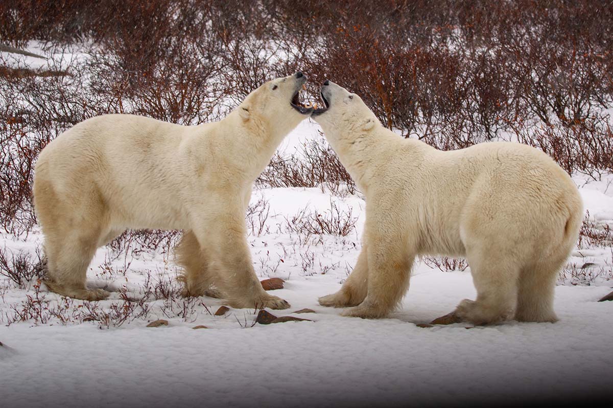7a001f8c-e24d-44c8-864b-db7cbf60b711_Kelvin%20Polar%20Bears%203.jpg
